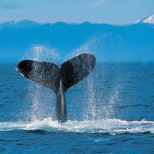 Meet your Posher, Juvenal